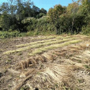 おかげさまで無事に収穫を終えました。