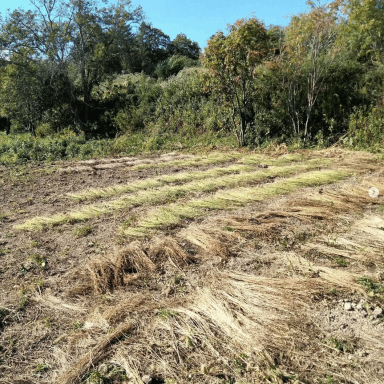 おかげさまで無事に収穫を終えました。
