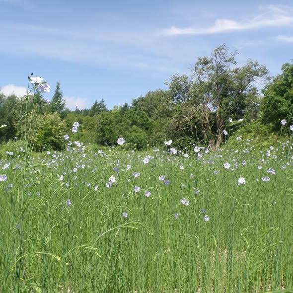 亜麻の花が咲きました