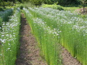 亜麻畑　開花　動画