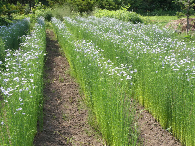 亜麻畑　開花　動画