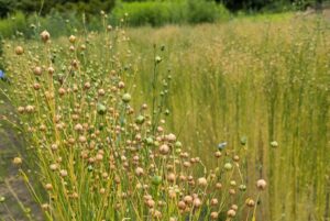 亜麻の芽生えから収穫まで　動画