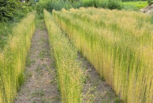 亜麻畑の四季　動画