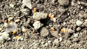 亜麻の育て方（一年草・繊維用品種）