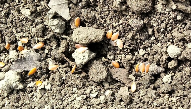 亜麻の育て方（一年草・繊維用品種）